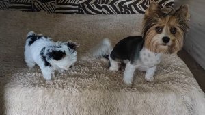 Бивер йорки прячут свои вкусняшки.