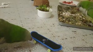 ПОДХОДИТ ЛИ ПОПУГАЙ КВАКЕР В КАЧЕСТВЕ ДОМАШНЕГО ПИТОМЦА?