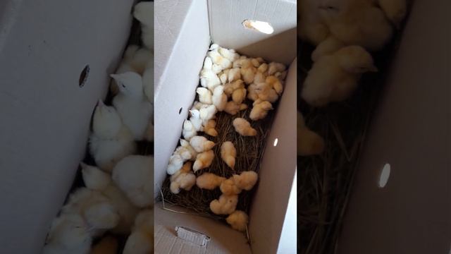 Кобб 500 Турция// Хороший бройлер или нет//Рост и их болячка смотреть онлайн