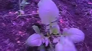 Светодиодные фитолампы. Мой опыт в теплице.