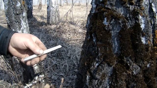 Сбор берёзового сока. Изготовление лотков для сбора сока. смотреть онлайн