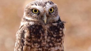 OWL Sounds | Different Types of Owls and Their Sounds