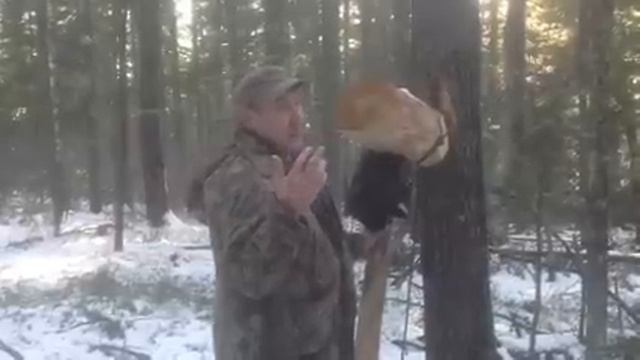 Как колотят кедру смотреть онлайн