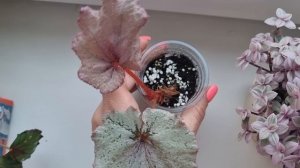 обзор декоративно лиственных бегоний