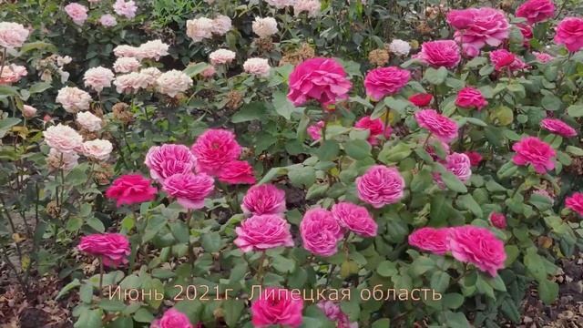Роза Принцесса Киши - Princess Kishi (Япония, 2017) Видео обзор и описание__.mp4