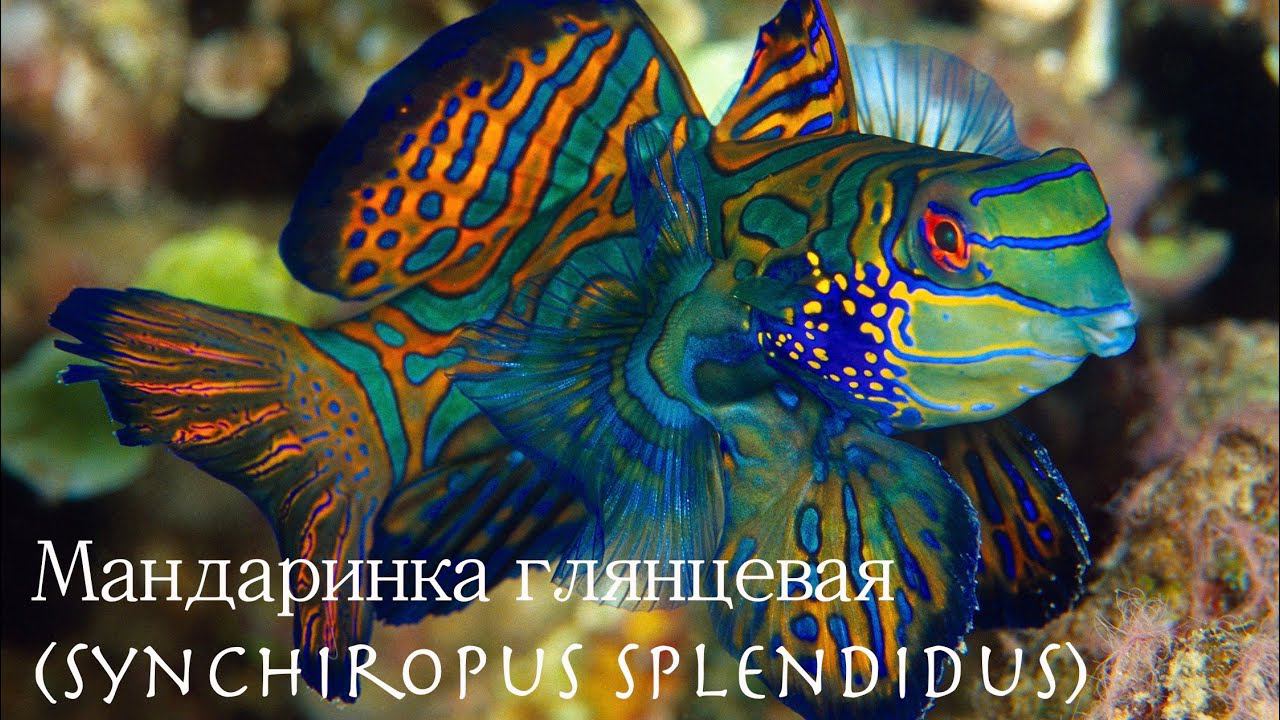 Глянцевая Мандаринка (Synchiropus Splendidus)