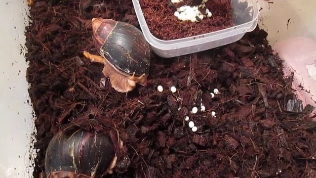 Первая кладка яиц ахатины иммакуляты. смотреть онлайн