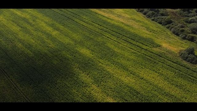 Засыпайка: Жёлто-зеленое поле.
