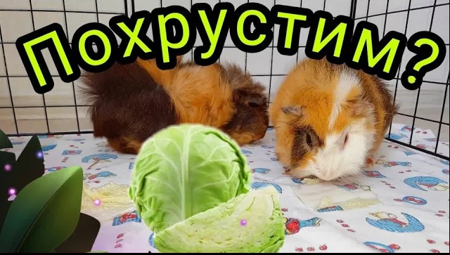 Как едят морские свинки? АСМР: Хруст и чавканье еды.