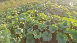 ОШКОВОК ЕКИШ СИРЛАРИ / Oshqovoq ekish sirlari/Seqrets of planting pumkins