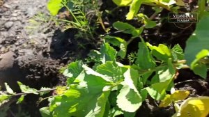 УБОРКА, МОРКОВИ, СВЕКЛЫ И РЕДЬКИ