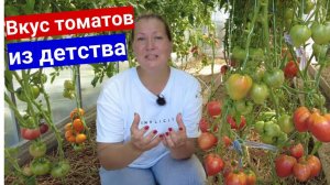 Томаты! Хотите вкус как из детства - кормите до последнего плода