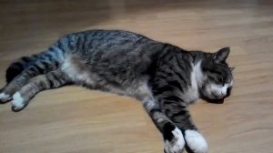 Кот икает.Сат