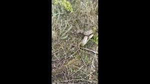 Рыбалка - опасное соседство.