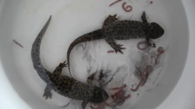 Тритончики кушают червей смотреть онлайн