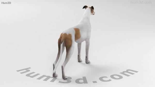 Greyhound HD 3D model by Hum3D.com смотреть онлайн