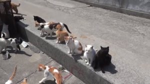 Японский кошачий остров На этом острове живут одни кошки Тысячи кошек на одном острове