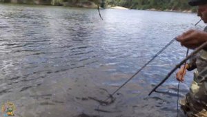 Рыбалка на сома. Как правильно посадить сома на кукан. CATFISHING.