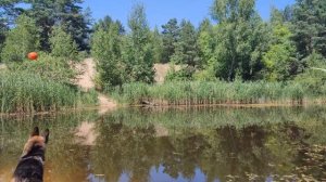 Прогулка с собакой на лесное озеро | На природе с немецкой овчаркой