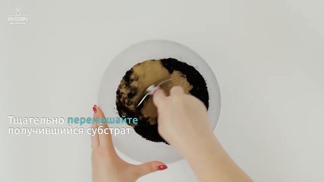 Как посадить каланхоэ в инновационный вазон с автополивом Arte by Santino