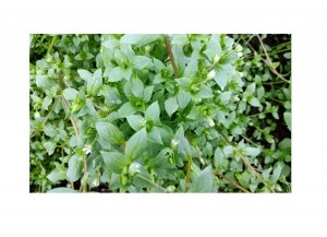 Мокрица (Звездчатка средняя),  от подагры, давления, при артрите, артрозе, ушибах и растяжениях.