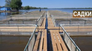 Садки для рыбы в половодье и зимой. Осетровая ферма Синеморцо