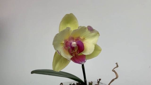 Орхідея фаленопсис Phal. Joy Sunset Glow метелик (Джой Сансет Глов) смотреть онлайн