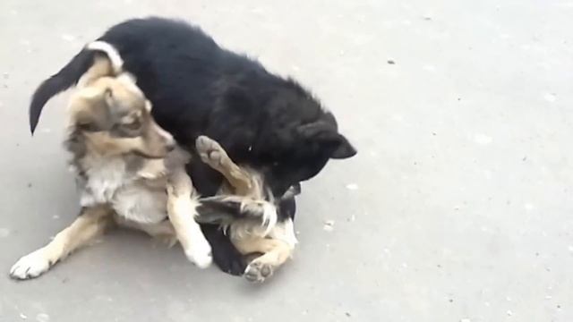 Собаки дурачатся смотреть онлайн