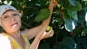 Чем страшнее инжир, тем он вкуснее | Моя теплица в августе