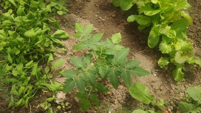 Влияет ли заглубление томатов при посадке,удаление листьев  и посадка ,,лежа,,на срок цветение_.mp4