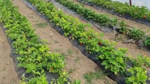 Клубника в теплице обзор 27.04 2023