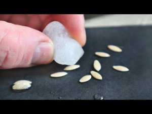 Сделайте так перед посадкой! Рассада всходит так быстро что даже не верится. В чем замочить семена?