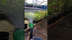 Полив гортензий руками при помощи насадки! Объем не маленький ?.г.Нарткала,КБР.