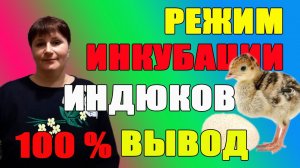 Режим инкубации для индюков. 100% вывод, при соблюдении всего режима.