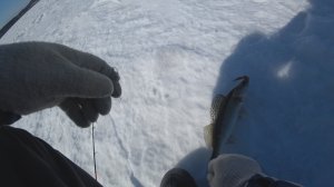 Щука, судак на вибы с эхолотом практик 7.mp4