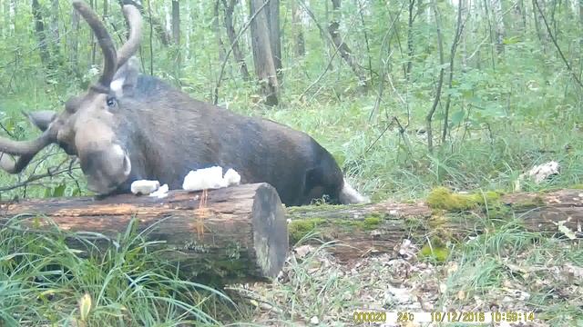 Лось на солнце смотреть онлайн