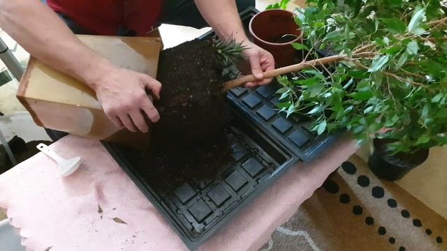 Большая пересадка. Фикус Биннейндинка, Фикус вариегатный, Фикус Бенджамина. смотреть онлайн