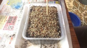 ?Лимонник китайский выращивание из семян. Стратификация. Посев.