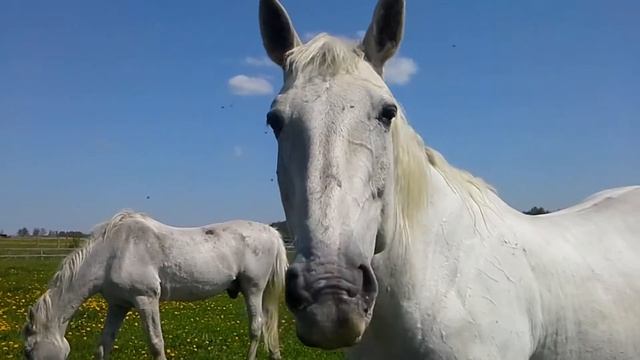 Антимоскитная попона и маска MIU смотреть онлайн