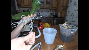 Как правильно омолодить Орхидею !Омоложение и пересадка взрослой Орхидеи! Подробное видео !