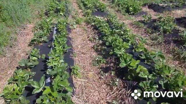 Азия, обзор клубники садовой. Азия боится морозов. Июнь, заморозки? смотреть онлайн