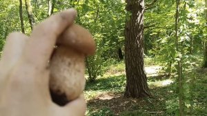 Тихая охота! Тульская область.🍄🍂