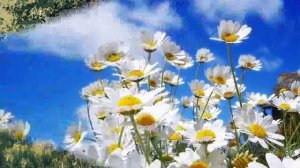 Родина моя.  Край Родной!