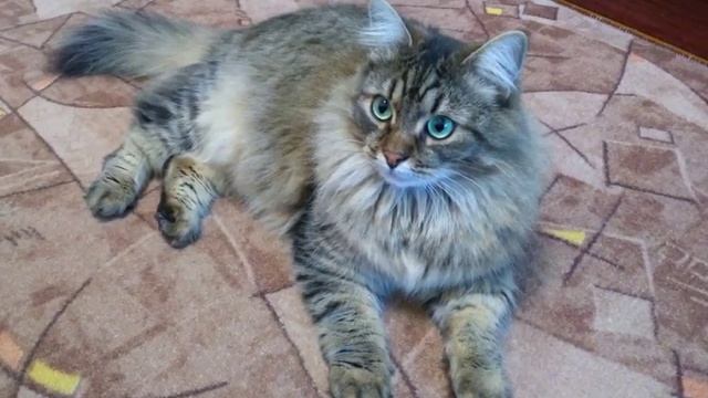 HEADSHOT - GOLD BOY official audio