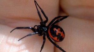 ТОП 10 САМЫХ ОПАСНЫХ НАСЕКОМЫХ.