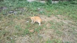 Рыжий кот и атака хомяка.