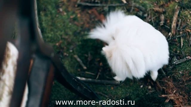 Свадьба в стиле лесная сказка (1) смотреть онлайн