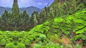 Аранжировка к мелодии из фильма Господин 420.mp4