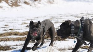 Трой и Талисман😈😈#tttt #канекорсо #canecorsoitaliano #canecorso #cane #канекорсоитальяно