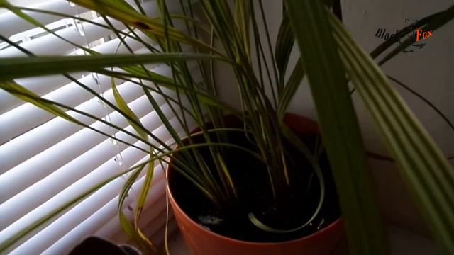 Мои комнатные растения  Пересадка растений